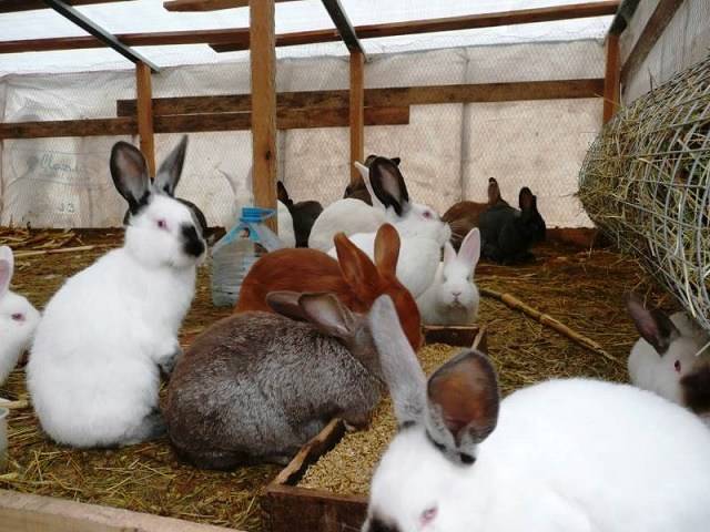 Чем кормить кроликов, чтобы они быстро росли и набирали вес?