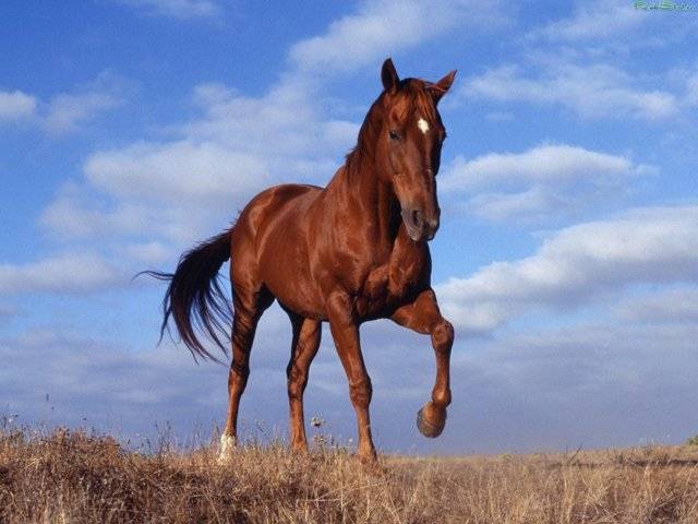 Клички для лошади: как назвать лошадь красиво и оригинально