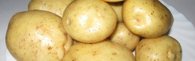 Отличительные характеристики сорта картофеля зекура и особенности его выращивания