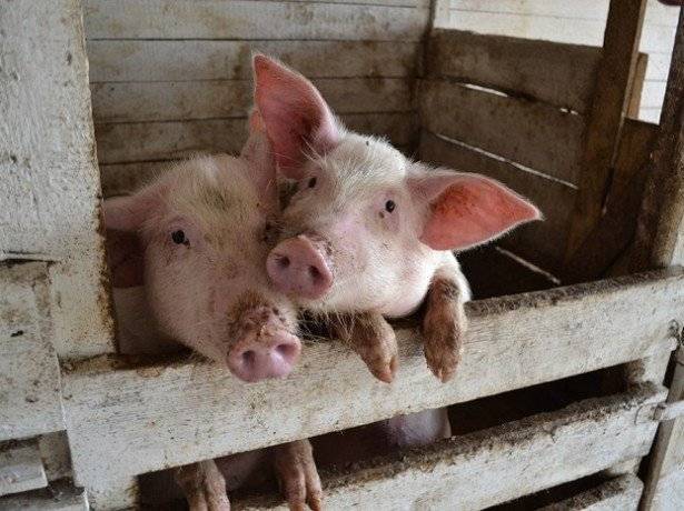 Какова рентабельность свиноводства?