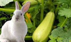 Что можно и нельзя давать кроликам: список запрещённых и разрешённых продуктов
