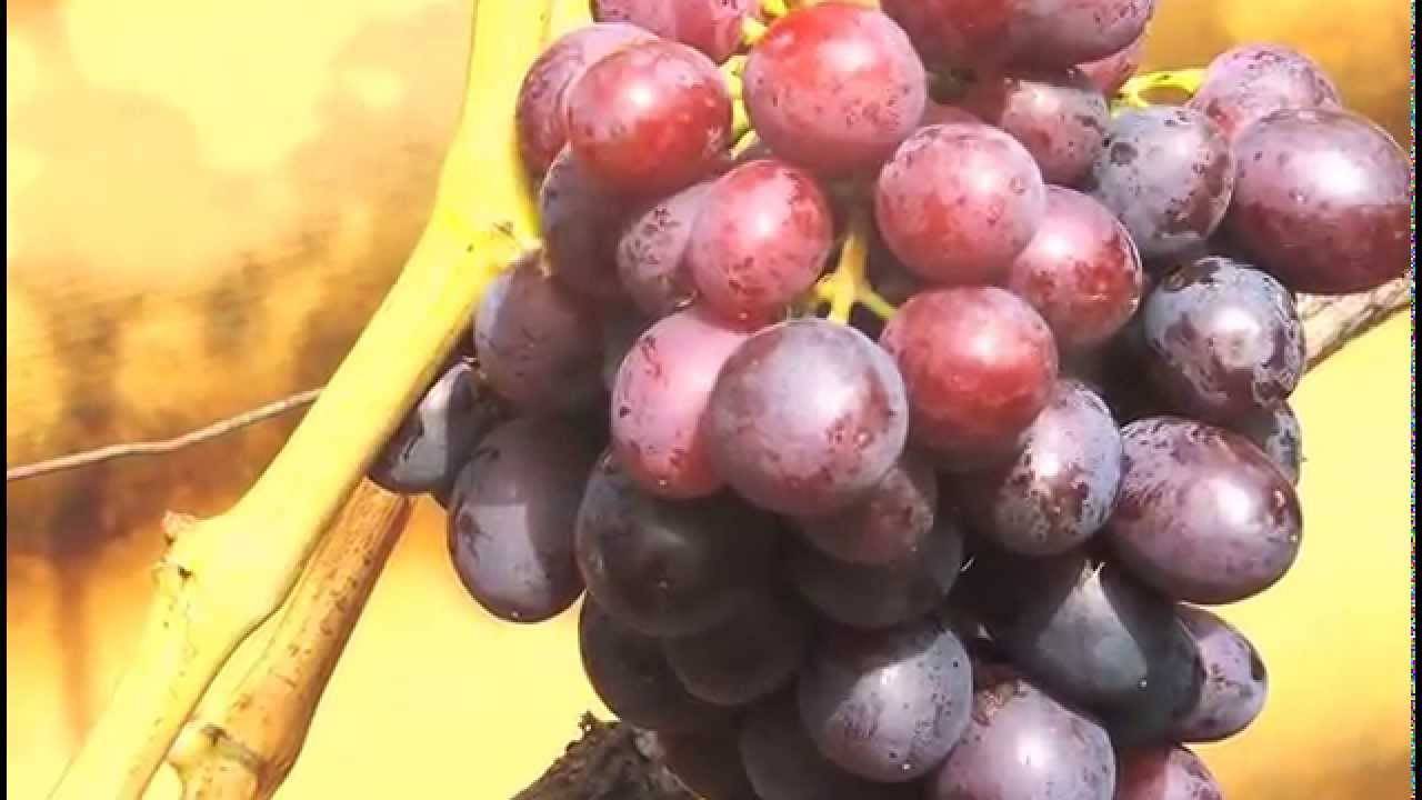 Виноград краса никополя