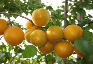 Описание сорта абрикосов сардоникс, характеристики плодоношения и особенности выращивания
