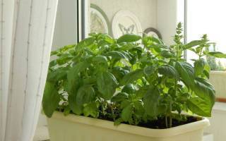 Как вырастить базилик из семян в домашних условиях на рассаду