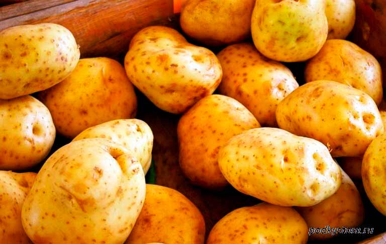 Урожайность картофеля с 1 га: как получить хороший урожай картофеля