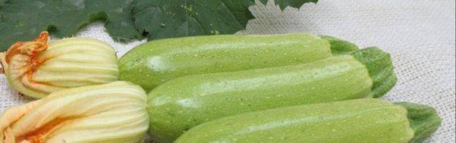 Кабачок кавили – ультраранний и урожайный гибрид