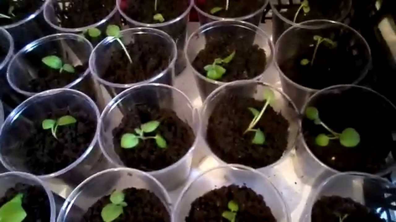 Картофель из семян: как вырастить суперэлитный урожай