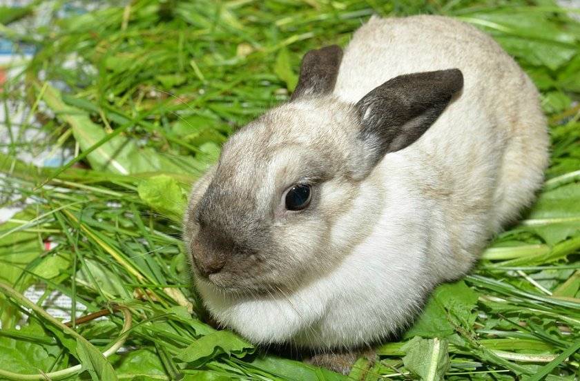 Сколько длится и как определить сукрольность крольчихи