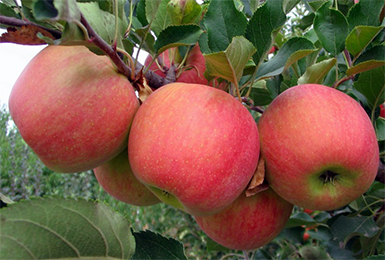 Настоящее украшение для вашего сада — яблоня сорта любава
