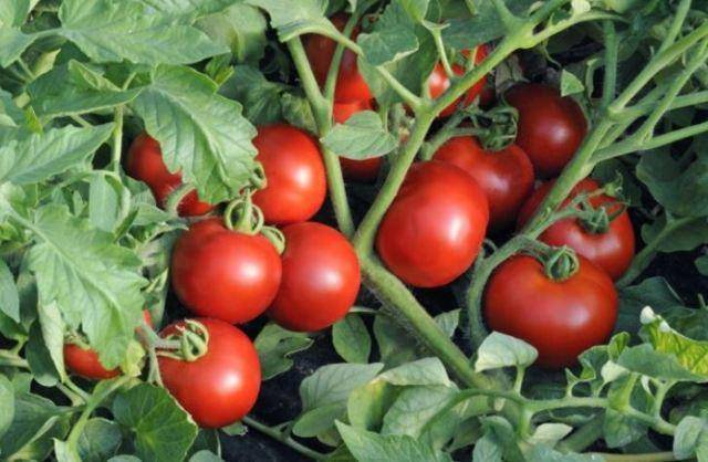 Характеристика и описание сорта томата Черри Ира, его урожайность