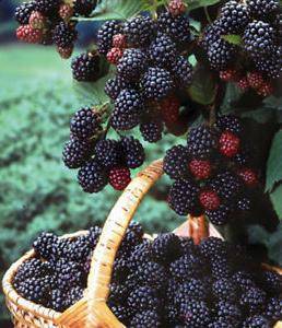 Черная малина: её сорта, характеристики и тонкости выращивания