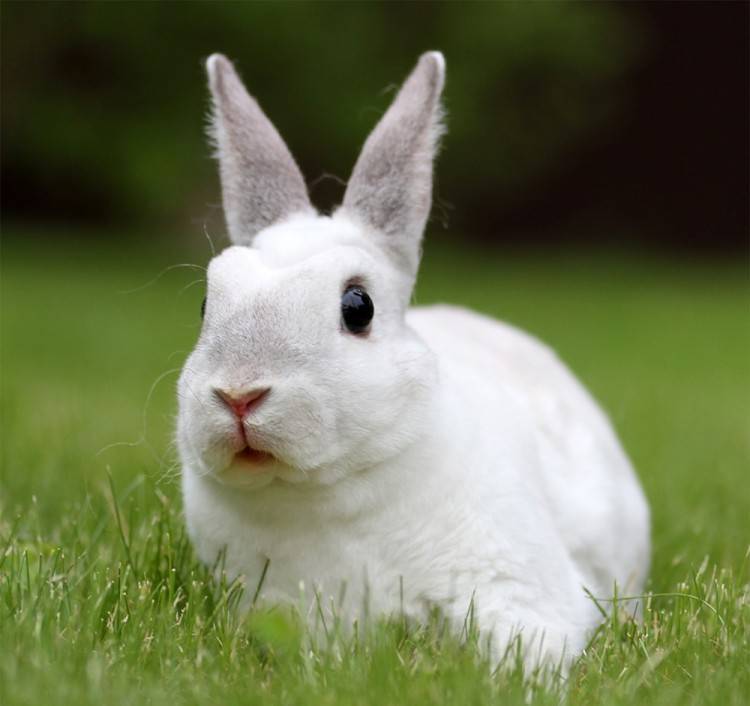 Пастереллез у кроликов: симптомы и лечение