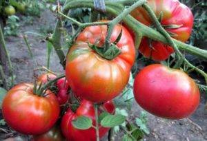 Сорт помидора «сосулька розовая»: фото, отзывы, описание, характеристика, урожайность