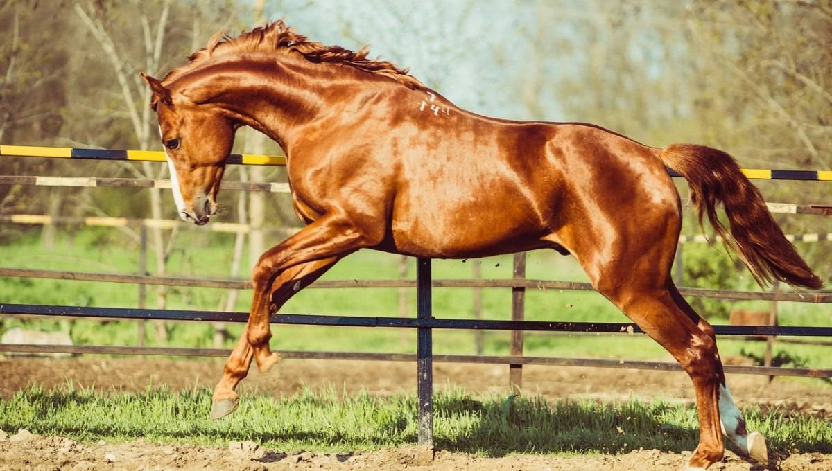 Карачаевская лошадь: полное описание породы
