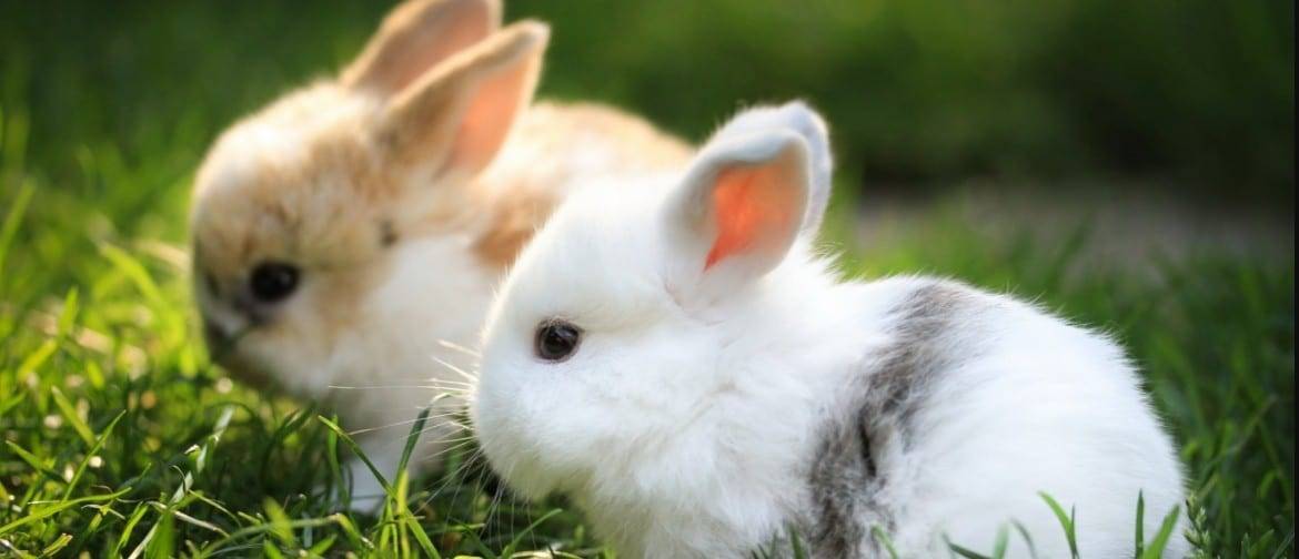 Искусственное вскармливание крольчат: как и чем выкормить малышей  с первых дней жизни