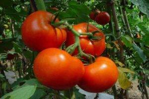 Выбор любителей и профессионалов — томат тимофей f1: описание сорта, характеристики, советы по выращиванию