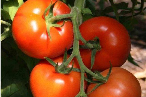Вкуснейший фаворит салатных изысков — томат душечка f1: характеристика и полное описание сорта