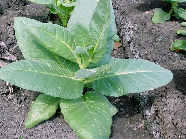 Душистый табак — секреты выращивания от опытных садоводов