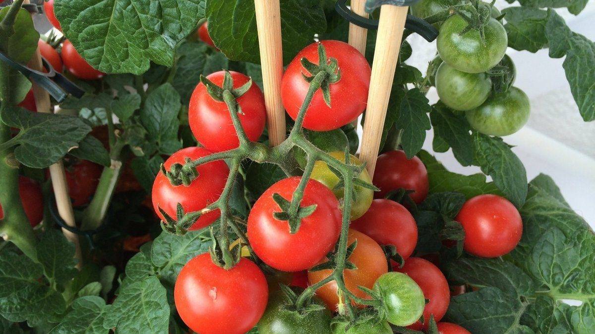 Когда сажать помидоры на рассаду в 2020 году, чтобы вырастить богатый урожай томатов.