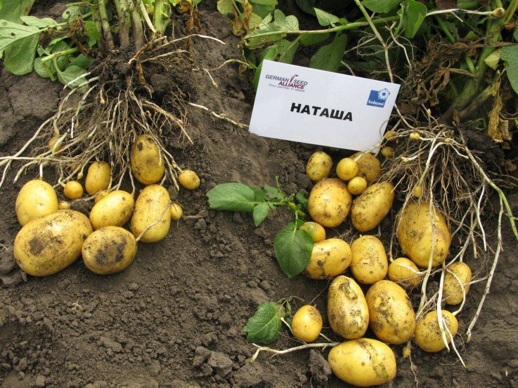 «наташа» — картофель для любителей желто плодных сортов