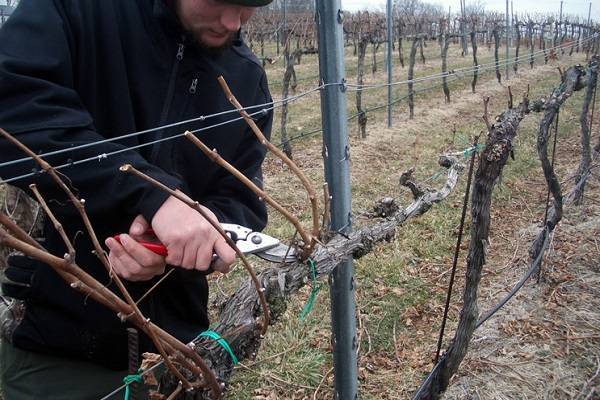 Укрытие винограда на зиму: лучшие способы