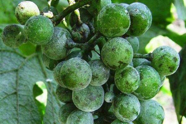 Способы обработки винограда содой, йодом и марганцовкой, польза и вред