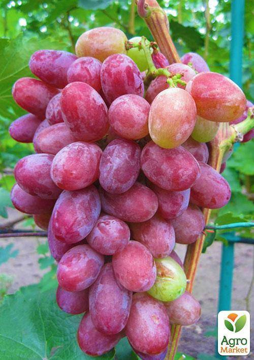 Виноград граф монте кристо: описание сорта, фото и отзывы садоводов