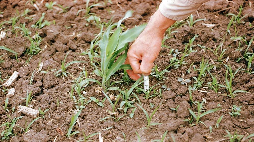 Как правильно выбрать гербицид для кукурузы и произвести обработку: обзор лучших средств