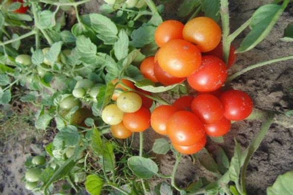 Характеристика томатов сорта чудо
