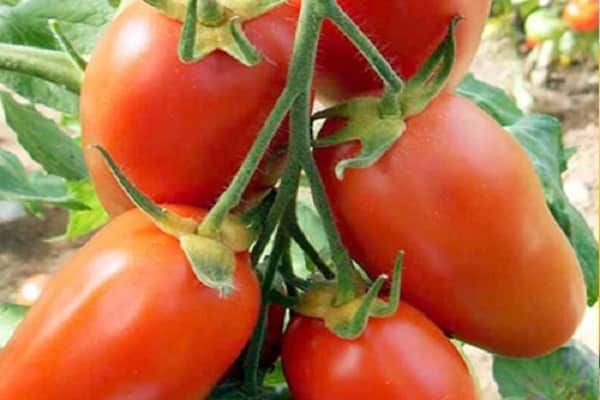 Описание сорта томата Сибирский изобильный, его характеристики и урожайность