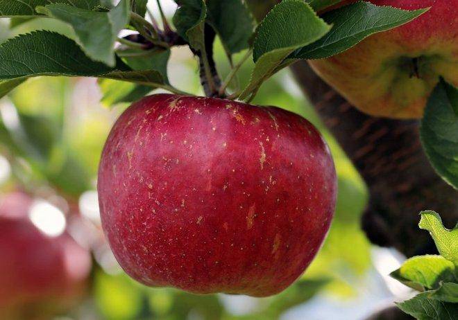 Описание и характеристики яблок сорта апорт, технология посадки и уход