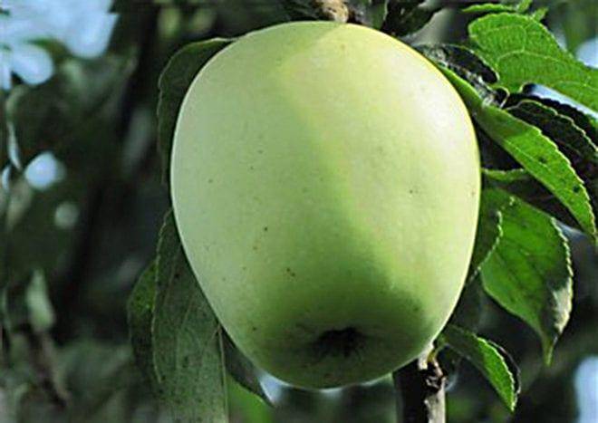 Описание и характеристики яблони сорта Аркадик, ее преимущества и недостатки