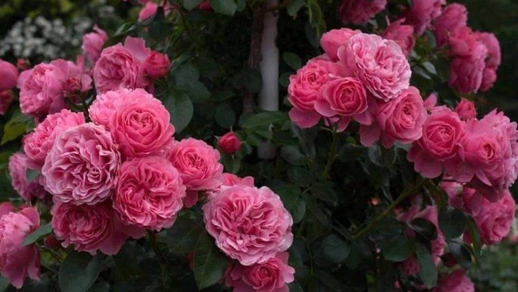 Плетистая роза: описание и правила ухода