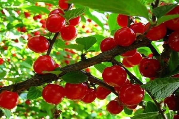 Описание сорта канадской вишни драгоценный кармин и характеристики плодоношения