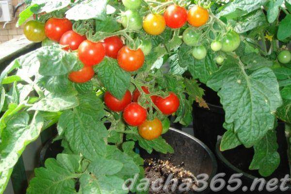 Характеристика и описание сорта томата Пиноккио, выращивание и урожайность