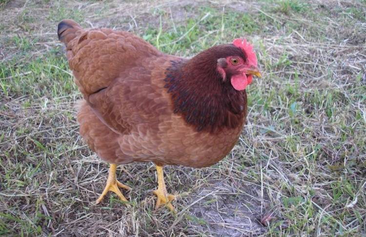 Как можно определить возраст курицы, признаки и отличия старой птицы от молодой