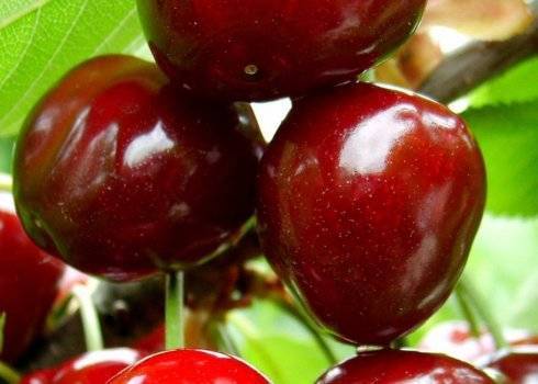 Ягоды черешни сорта овстуженка – вкуснее не найти