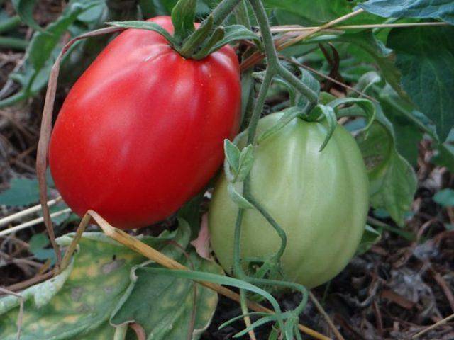 Характеристика и описание сорта томата Клубничка, его урожайность