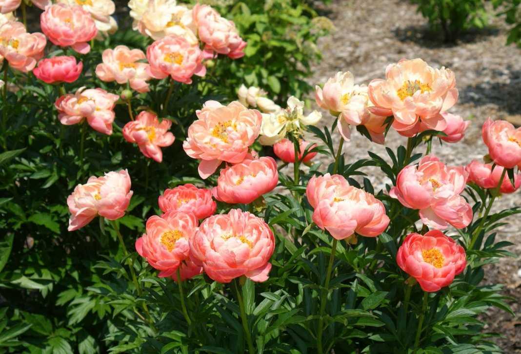 Лучшие сорта ито-гибридов пионов — красота пионов для вашего сада