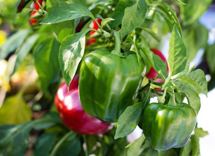Выращивание болгарского перца в теплице: от посадки до сбора урожая