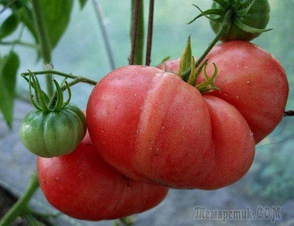 Почему трескаются помидоры в теплице?