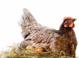Причины появления у кур необычных яиц