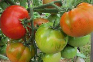 Помидор и персик в одном флаконе!  описание подвидов томата: жёлтый, красный и розовый f1