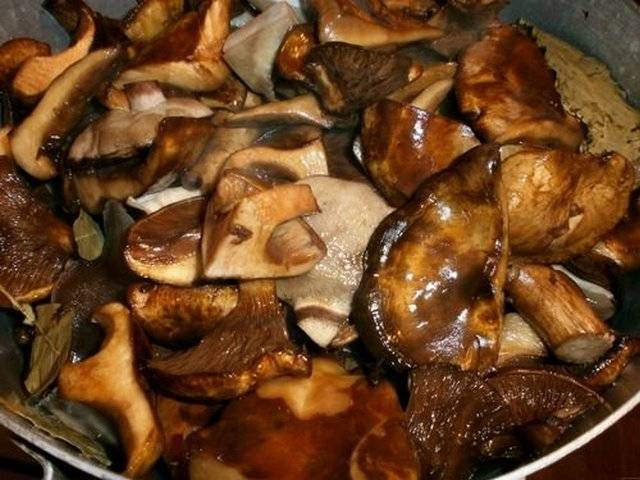 Рецепт как солить грибы горькушки в домашних условиях
