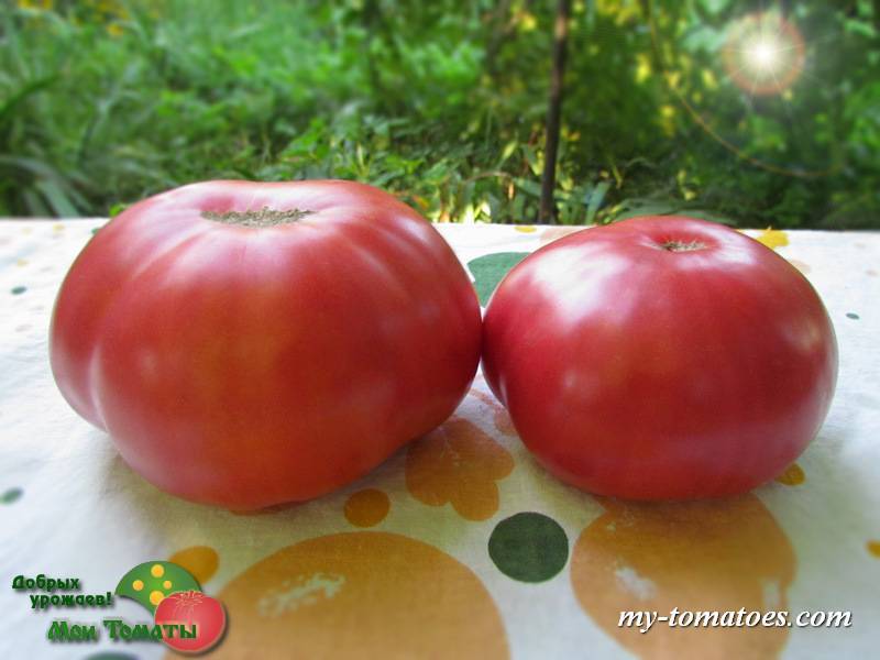 Описание сортов томатов Брендивайн черный, желтый, розовый и красный