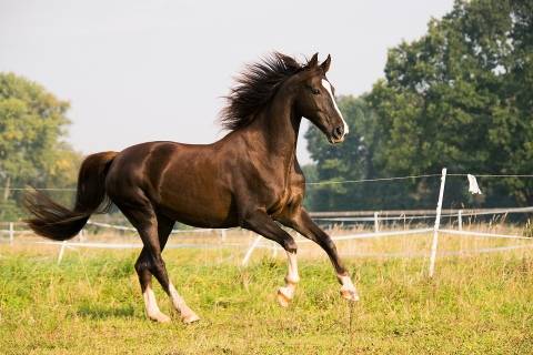 Список самых красивых лошадей