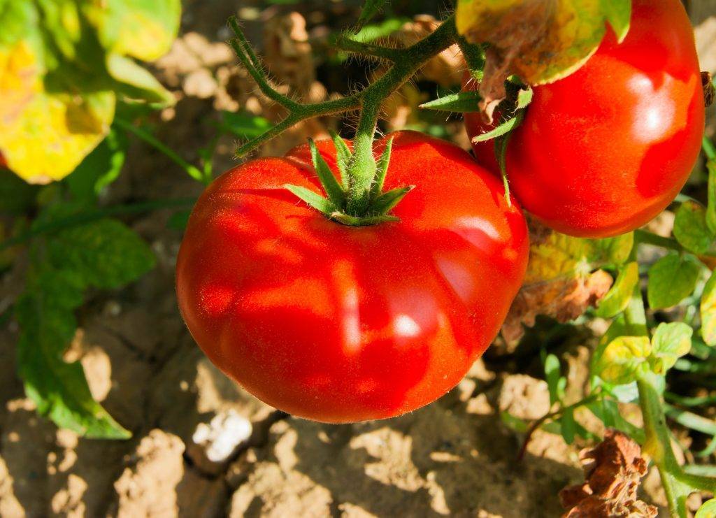 Томат бони мм: фото и описание сорта, урожайность, отзывы