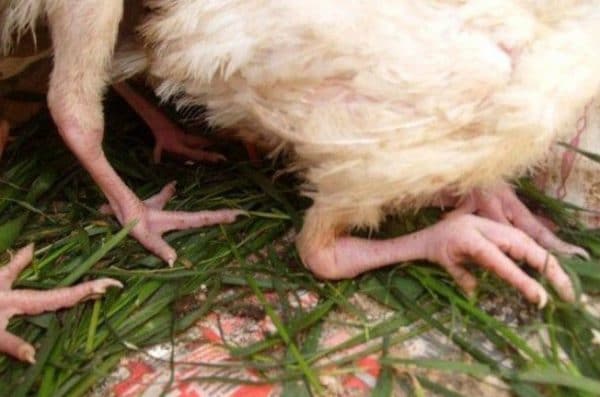 Наросты на лапах у кур: лечение кнемидокоптоза от клещей на ногах