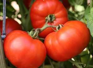 Сорт томата «медово сахарный»: описание, характеристика, посев на рассаду, подкормка, урожайность, фото, видео и самые распространенные болезни томатов