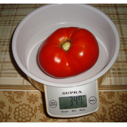 Лучшие семена томатов 2020 для теплиц и открытого грунта